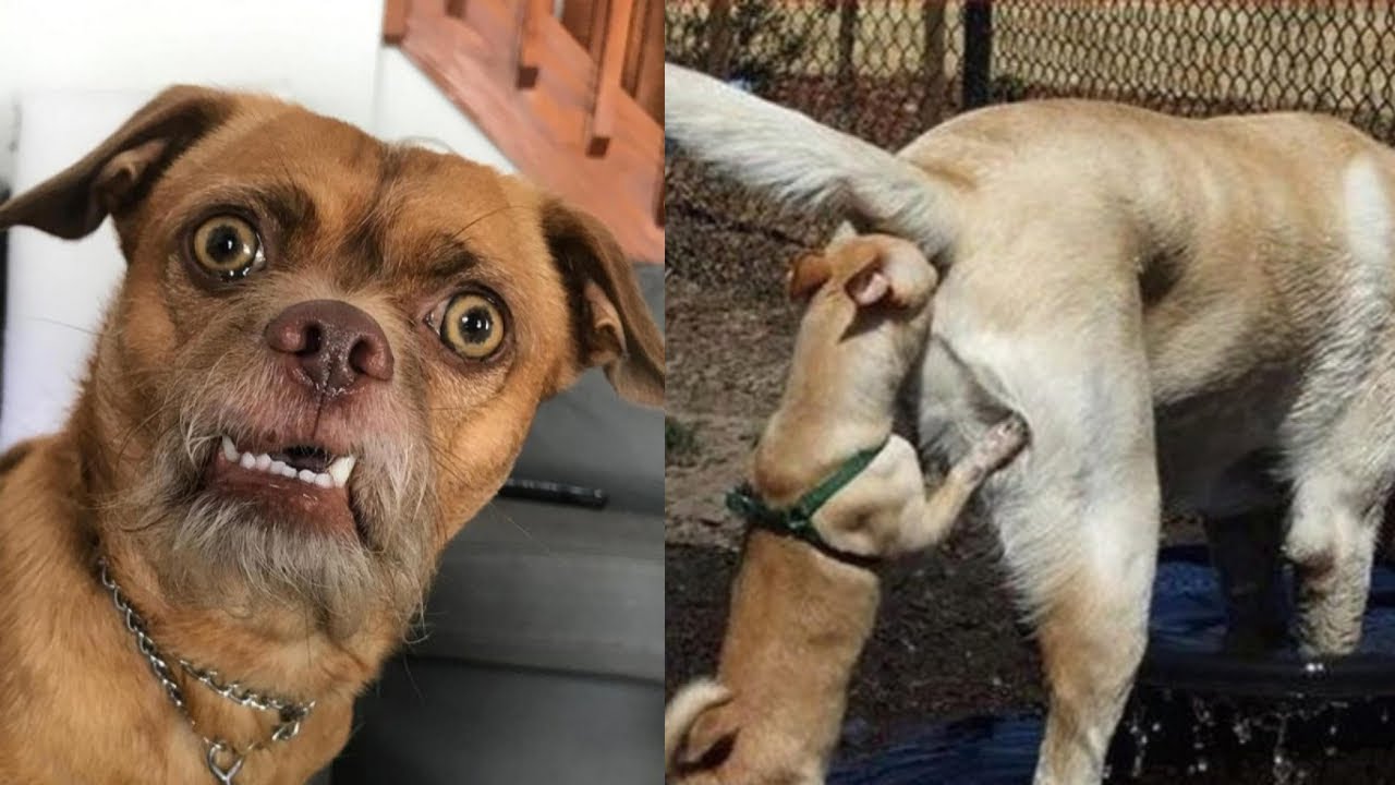 🐶 Подборка с фелами смешных собак, постарайтесь не смеяться 😂 Видео со смешными собаками