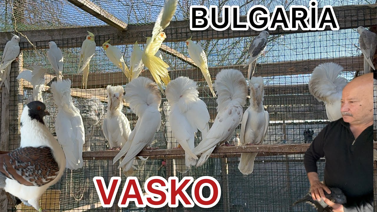 BULGARİSTANDA PAPAĞAN GÜVERCİN VE TAVUS KUŞU ÜRETİCİSİ VASKO  KÜMESLERİNDEYİZ