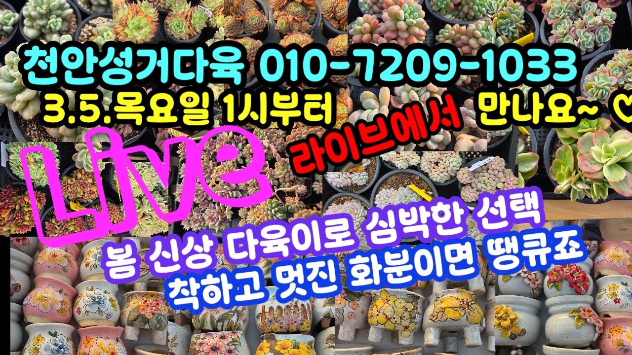 #다육이쇼핑#다육이화분쇼핑#천안성거다육010-7209-1033(26.3.5)☘️ 겁나 예쁜거 멋찐 거~❤️ 함께 키워요 🌸🤗~