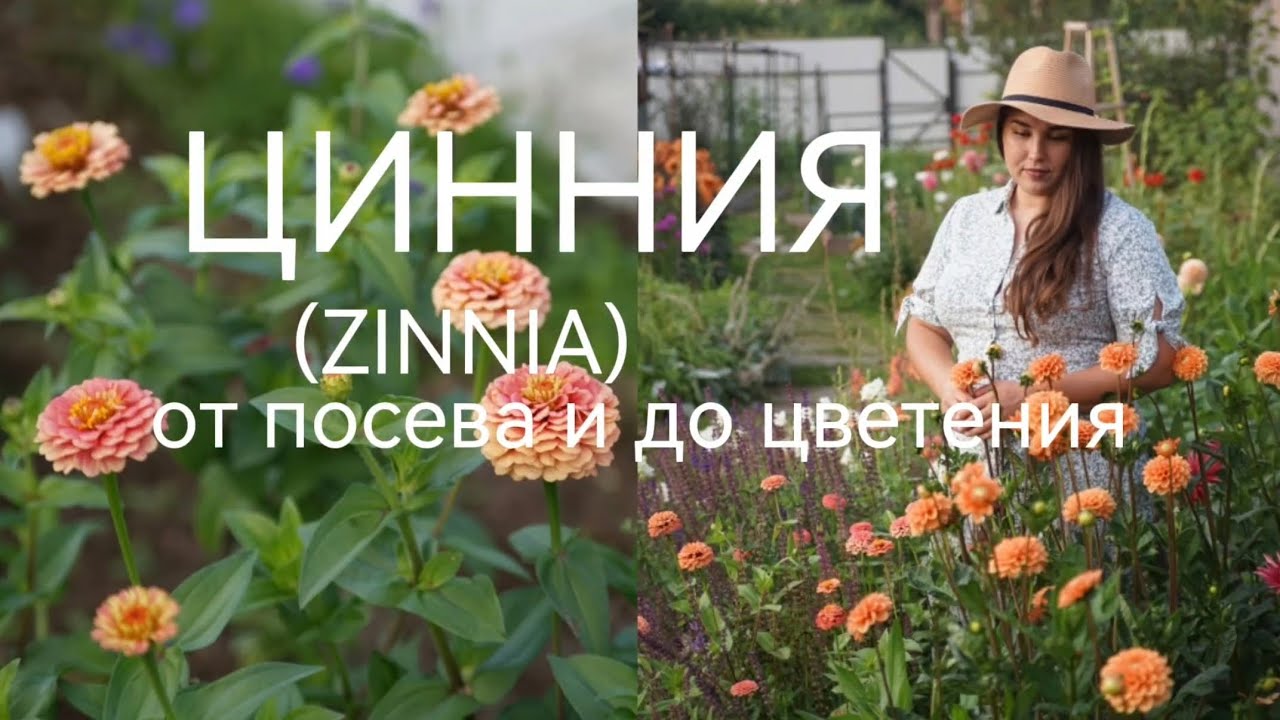 ЦИННИЯ ОТ ПОСЕВА И ДО ЦВЕТЕНИЯ 