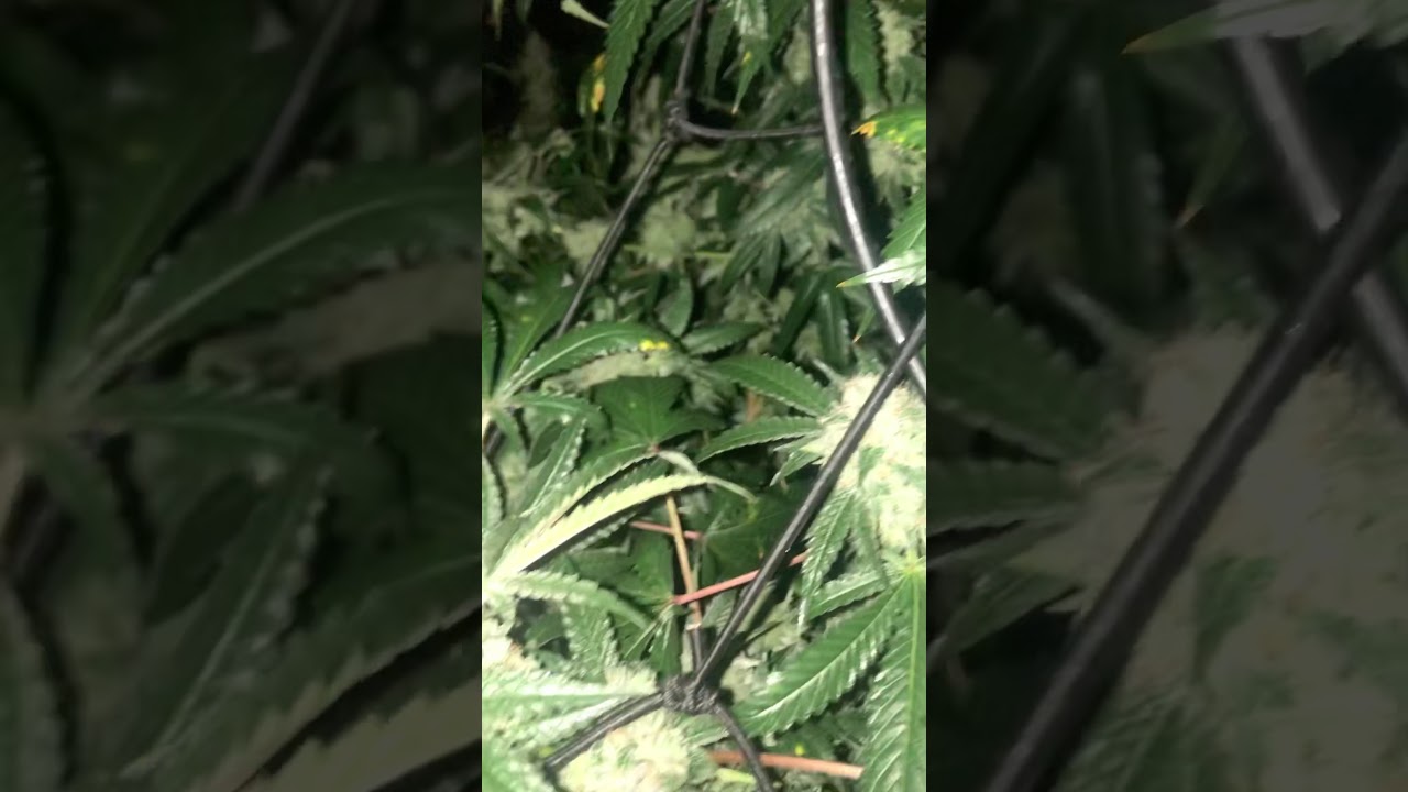 Veg+Bloom test