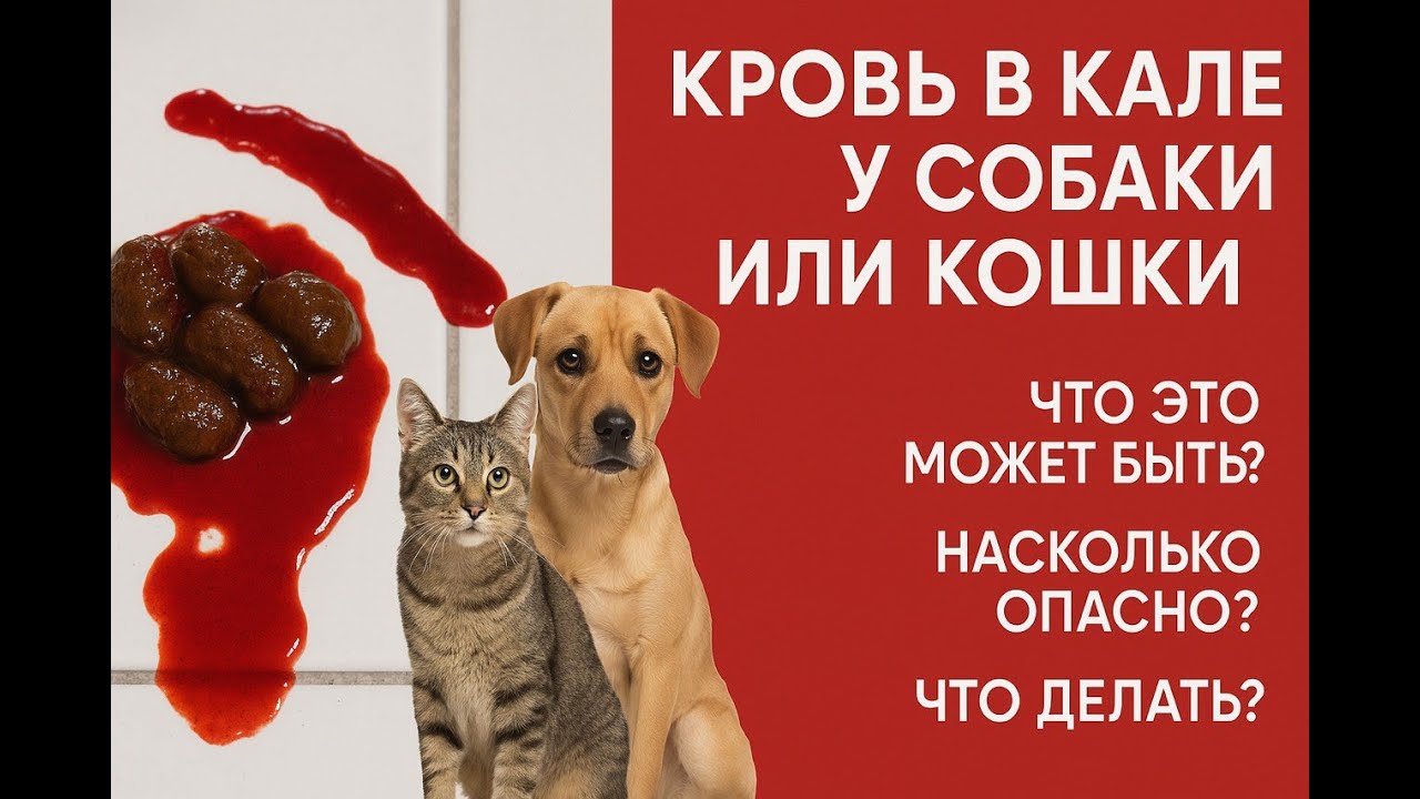 Кровь в кале у собаки или кошки, что это может быть, насколько это опасно и что надо делать при этом
