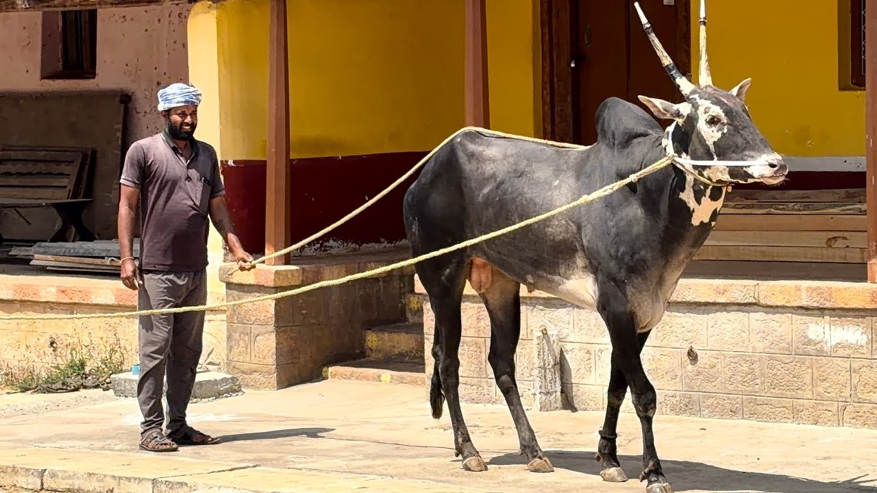 Hallikar Stud Bull 👑 #raja now in Srinivasnalli kanakapura 