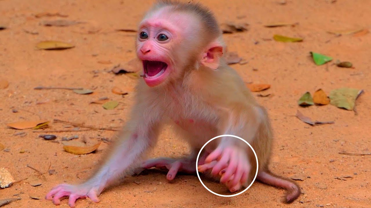 Oh God.! Tiny baby Leo c.ry shaking body on the ground cuz Libby left him, Leo c-ry worry mom leave.