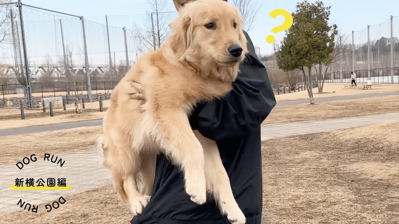 ドッグランが楽しみすぎて、まともに歩けなくなった愛犬｜抱っこ移動｜新横浜公園ドッグラン