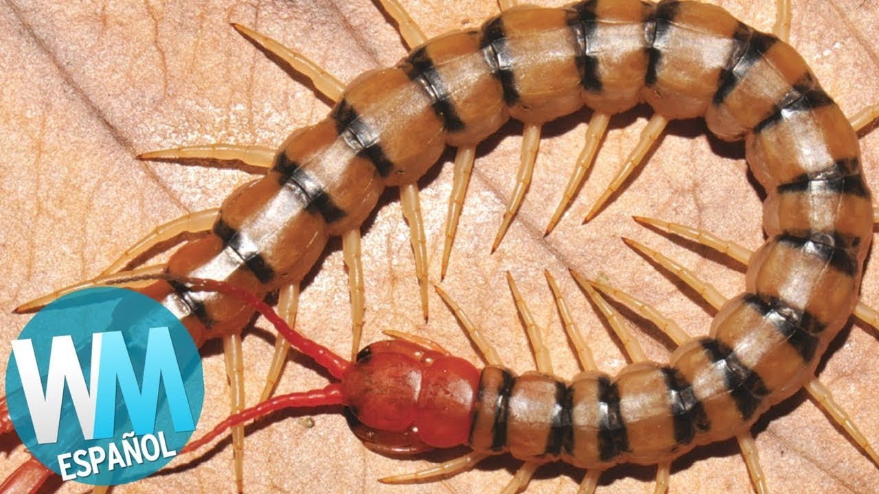 ¡Top 10 Especies de Animales Vivos Recién Descubiertos!