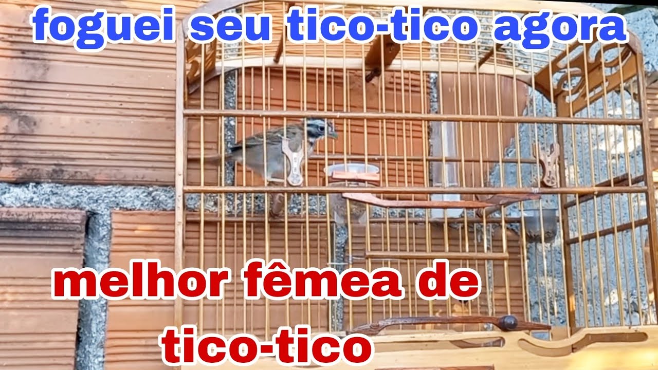 femea de tico tico fogosa para foguear os tico-ticos de vocês