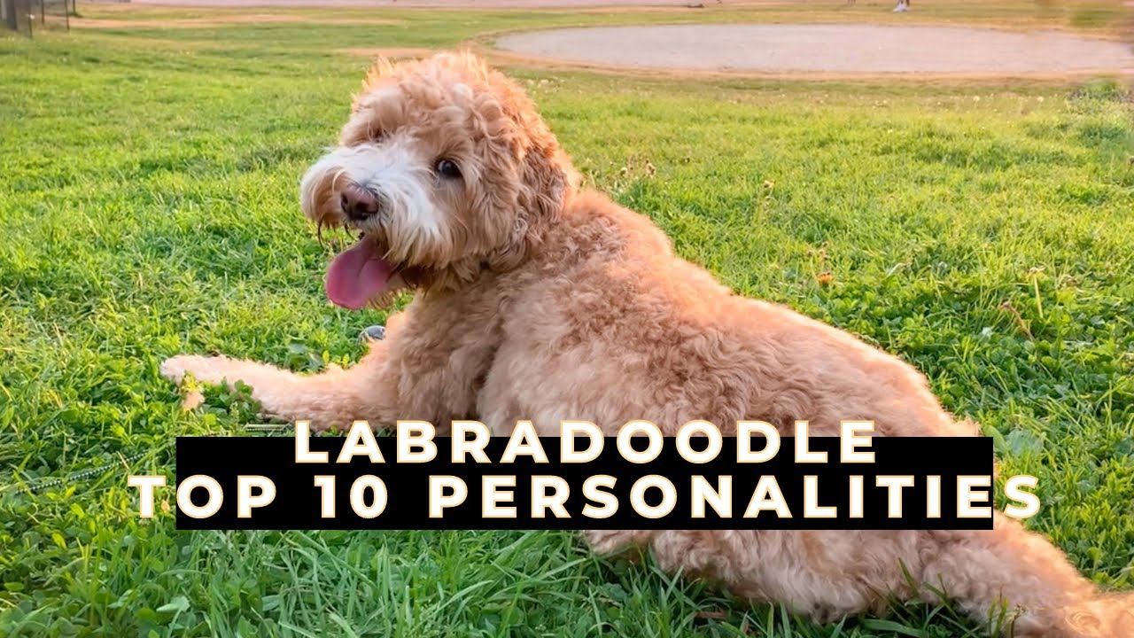 Labradoodle 101 | 10 Personalities of a Mini Labradoodle