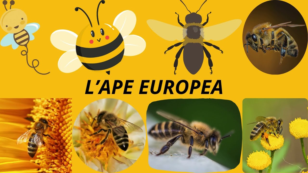 L'APE EUROPEA