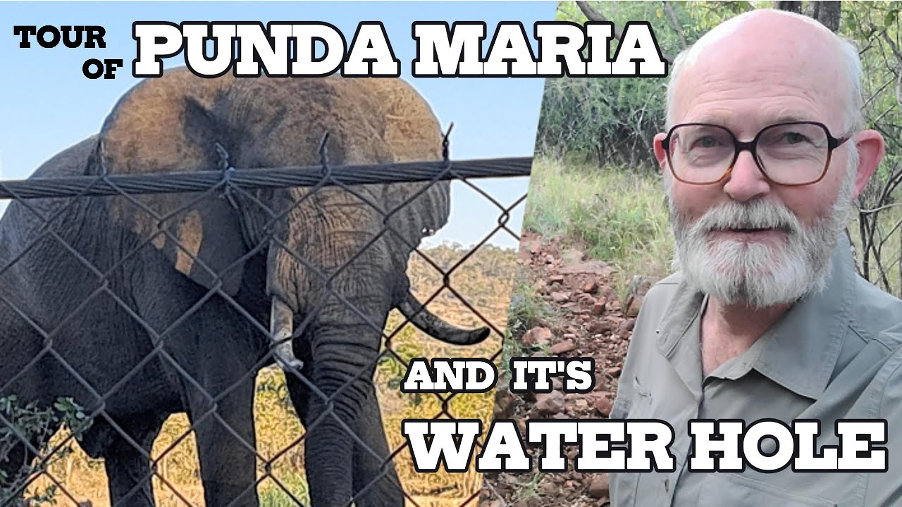 Tour of Punda Maria Rest Camp and It's fantastic water hole right next to the fence!