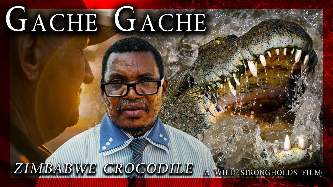 Zimbabwe Crocodile - Gache Gache - A Wild Strongholds Film - 4K