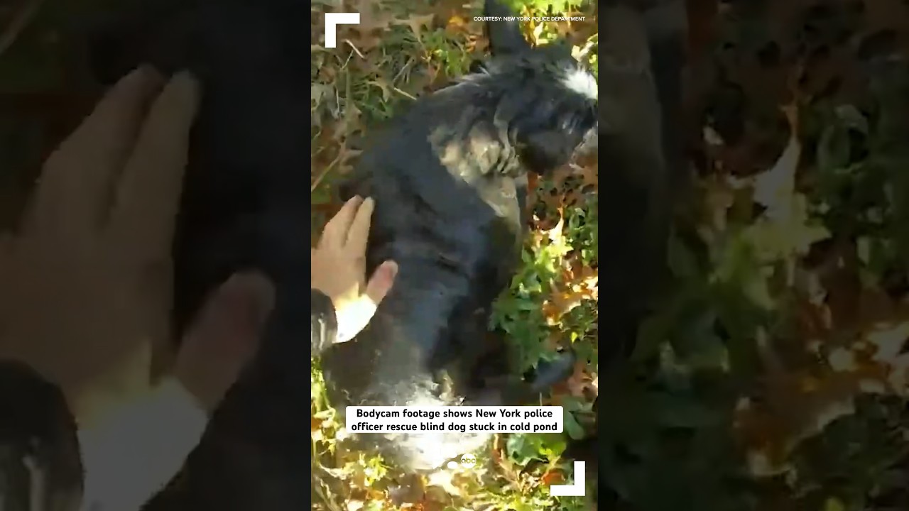 Bodycam footage shows New York officer rescue blind dog from cold pond