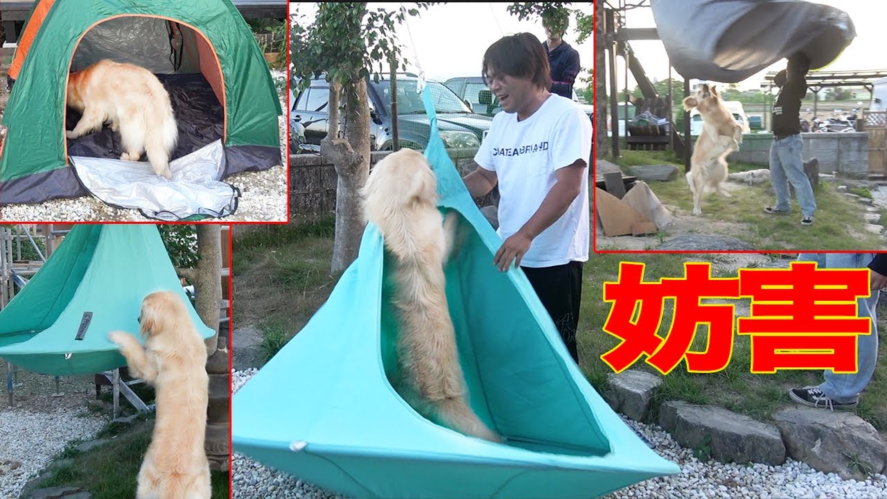 【家キャンプ】ゴールデンレトリバーの妨害!!!!