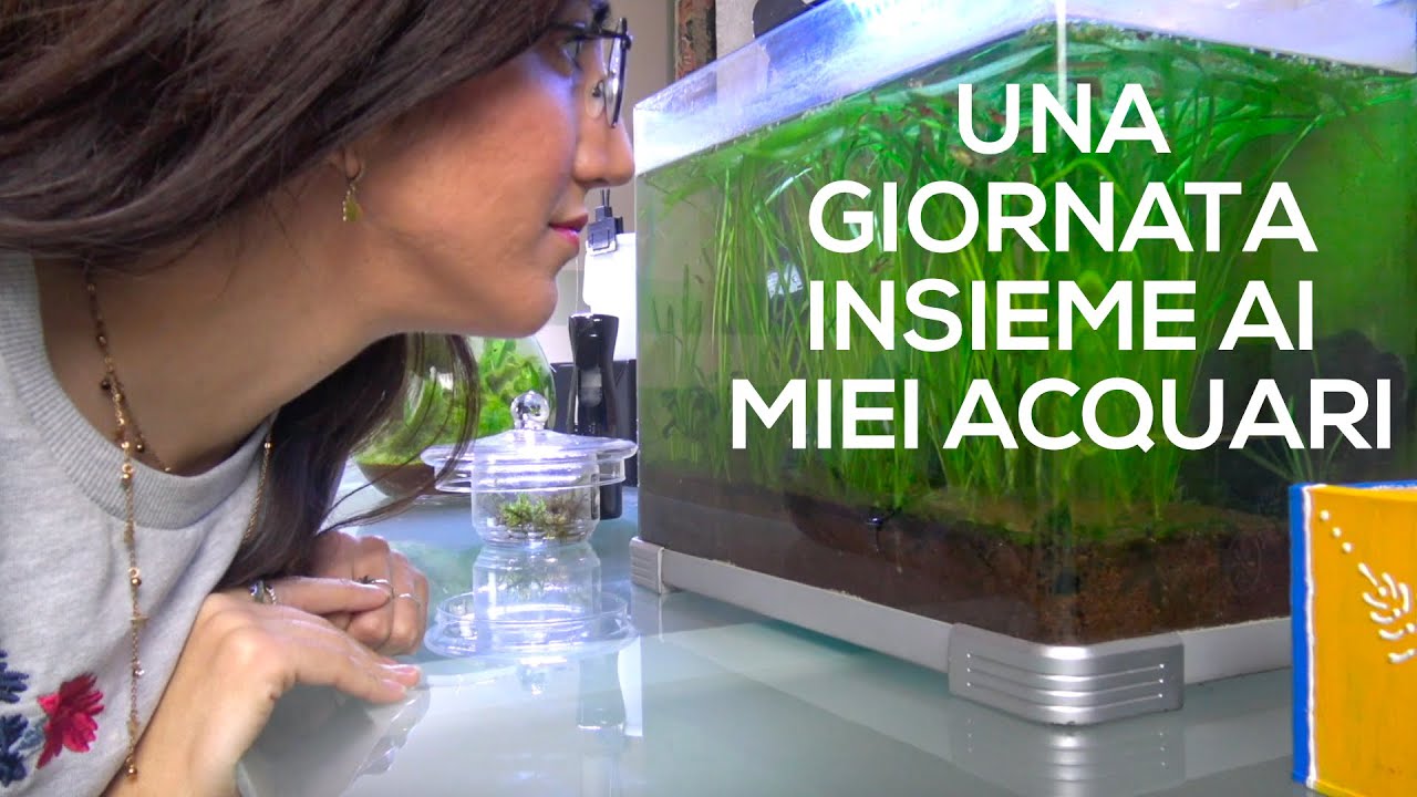 TOUR ACQUARI - La routine di un acquariofilo