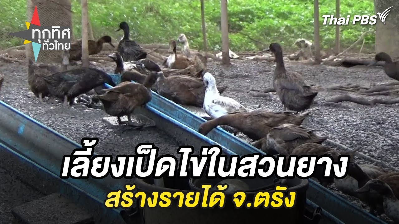 เลี้ยงเป็ดไข่ในสวนยางสร้างรายได้ จ.ตรัง | ทุกทิศทั่วไทย | 26 พ.ค. 68