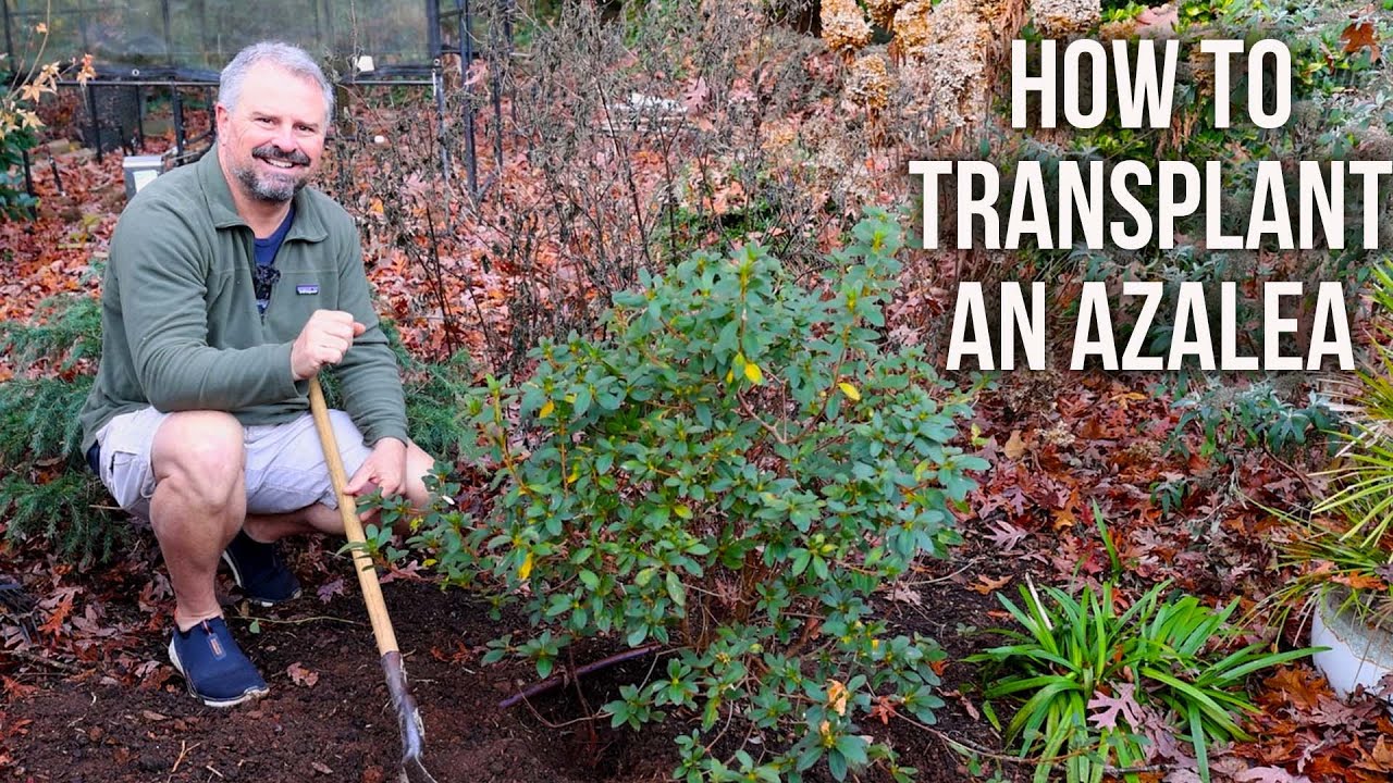 How to Transplant an Azalea