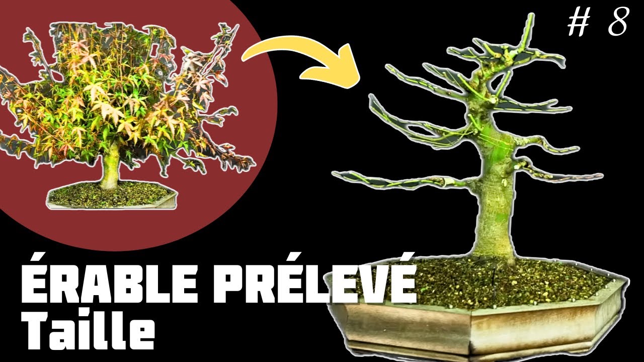 Faire un Bonsaï avec un Érable Prélevé dans un Jardin. Épisode 8 🌱 NEJIKAN BONSAI 🌱