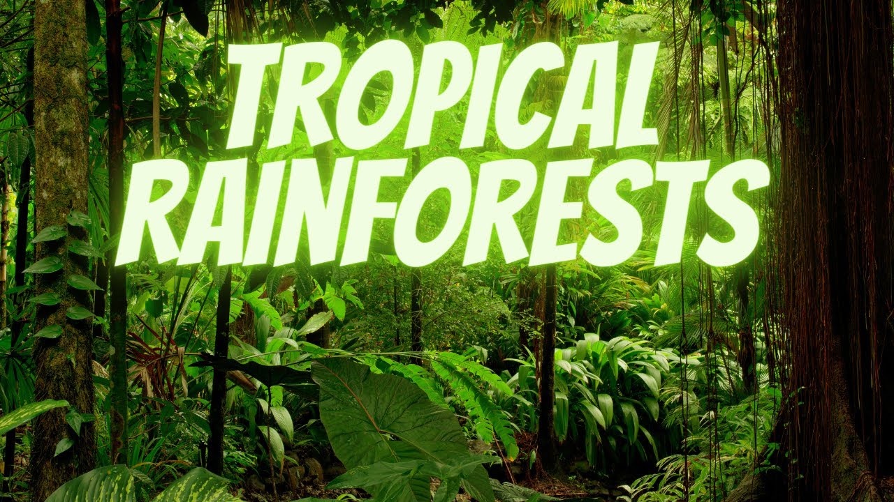 Biomes:  The Tropical Rainforest