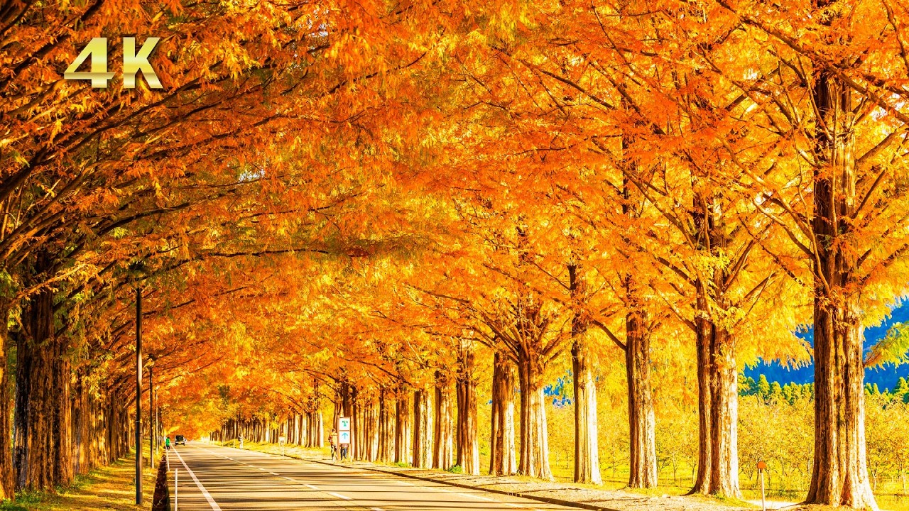 秋の絶景【４K】美しい紅葉｜リラックス音楽と森の自然音｜Autumn Forest