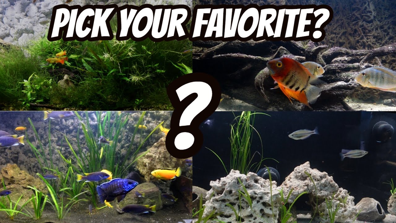 FISH ROOM TOUR!  My 5 BEST Aquariums