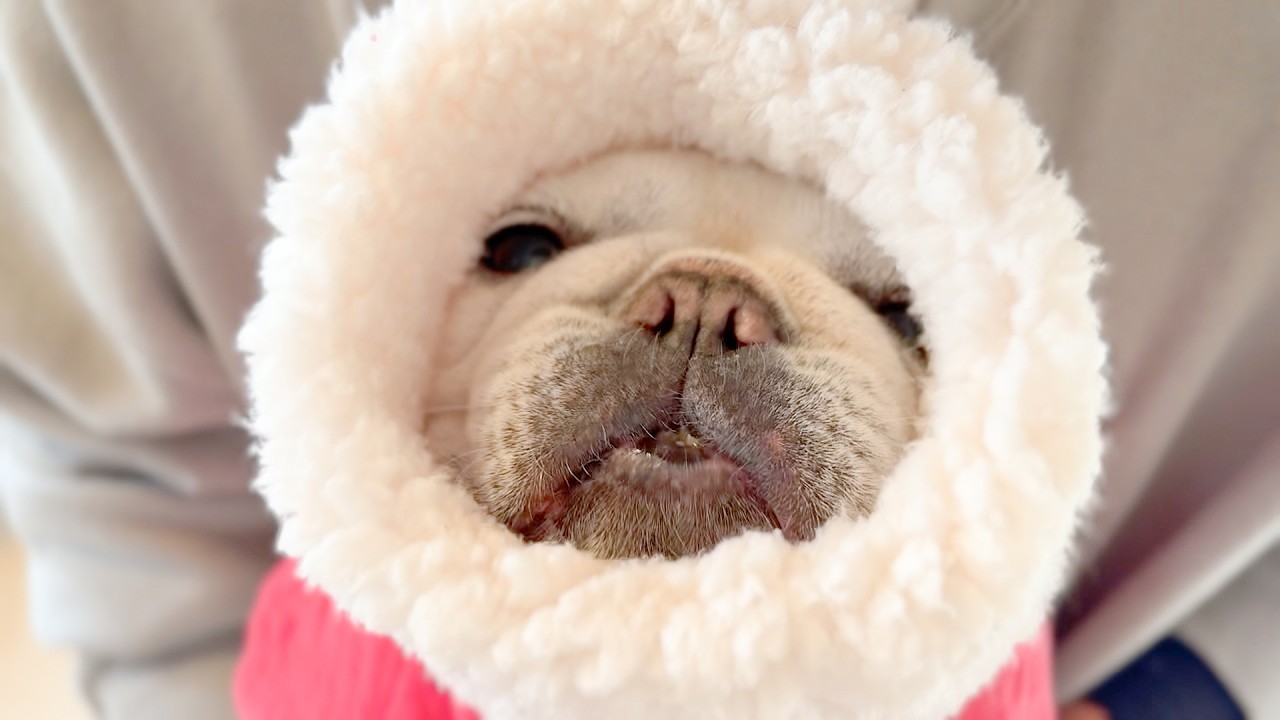 老犬フレンチブルドッグと迎える冬の暮らし