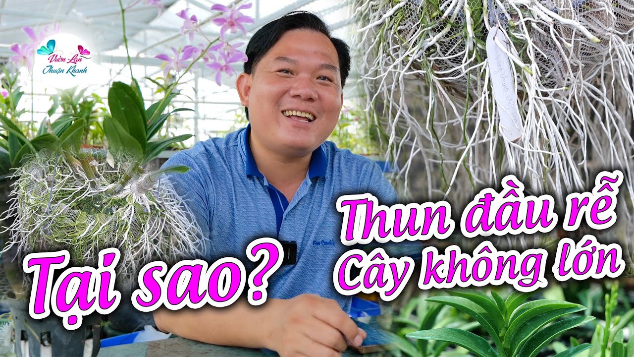 TẠI SAO TRỒNG LAN BỊ THUN ĐẦU RỄ, C&Acirc;Y KH&Ocirc;NG LỚN, C&Acirc;Y CHẾT