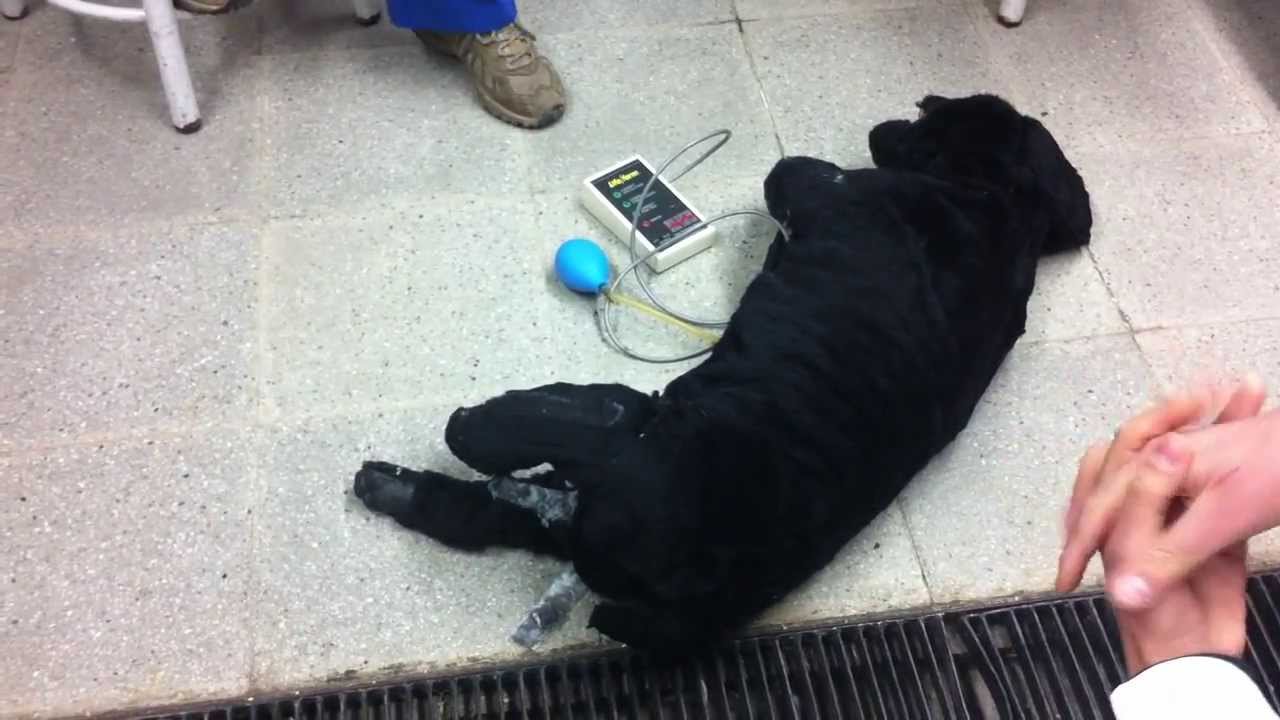 RCP parte 1 - Reanimación cardiopulmonar perro/gato