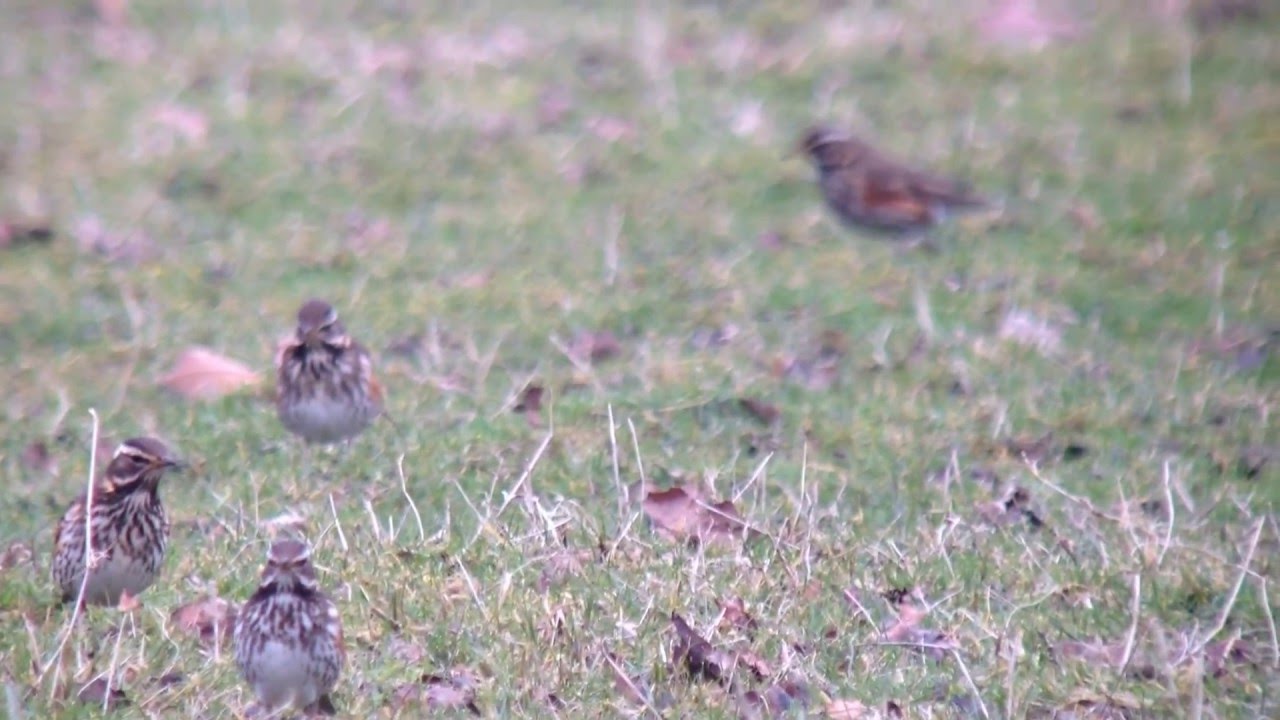 Fieldfare and Redwing, Wimpole Hall NT, Cambridgeshire, 28/2/15