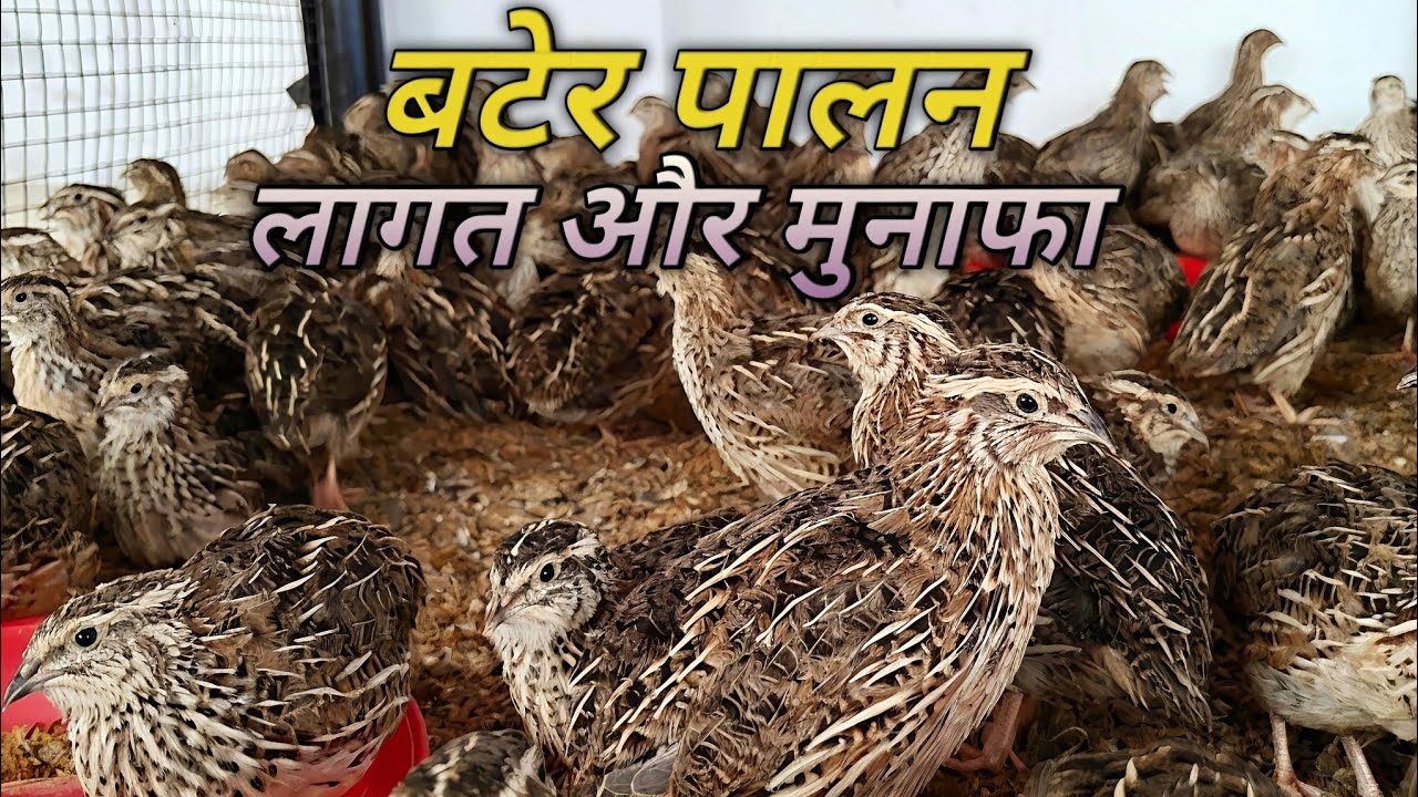 बटेर पालन से कितनी कमाई हो सकती है ? लागत की जानकारी #baterpalan #quail 