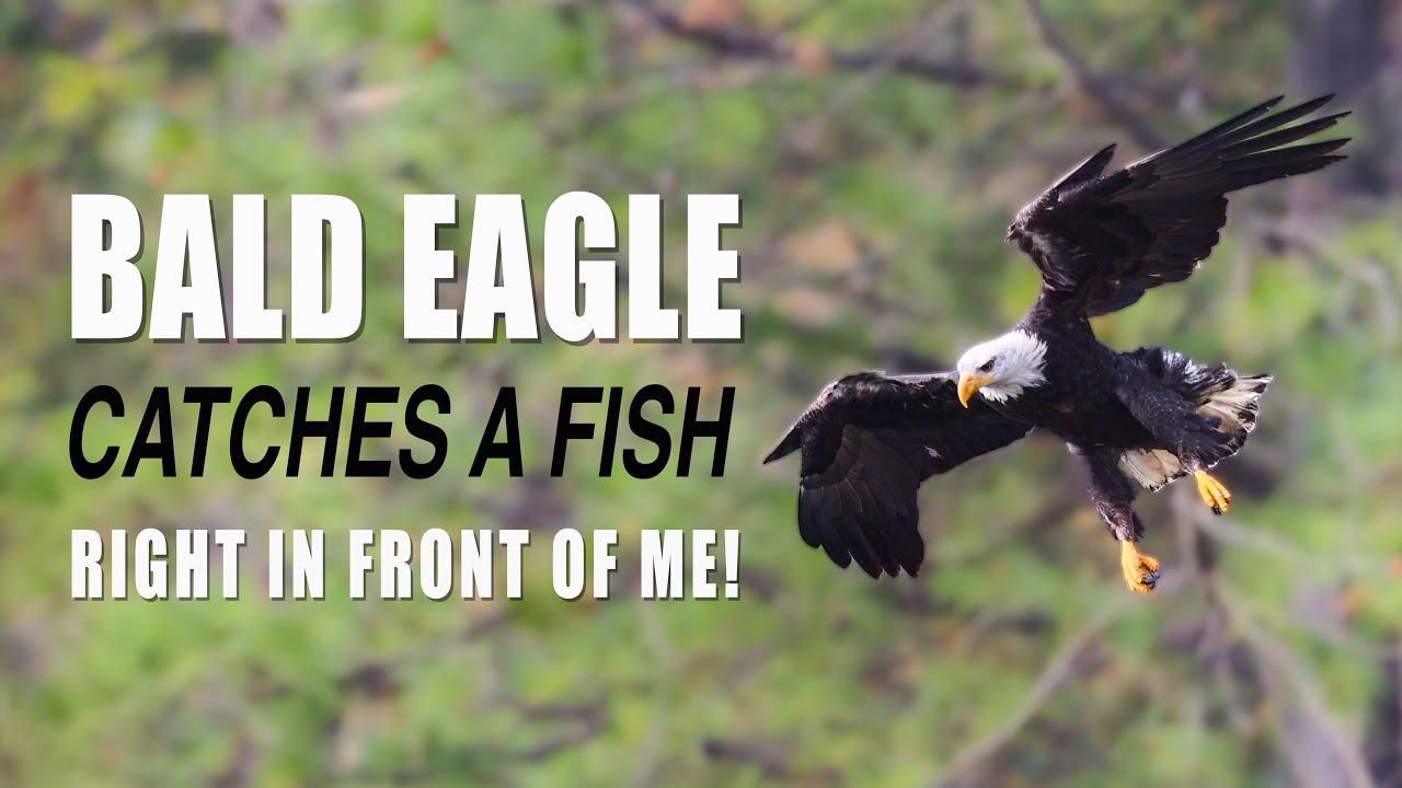 BALD EAGLE Catches a Salmon in Lake Coeur d’Alene | CANON R5 (Slow Motion 120FPS)