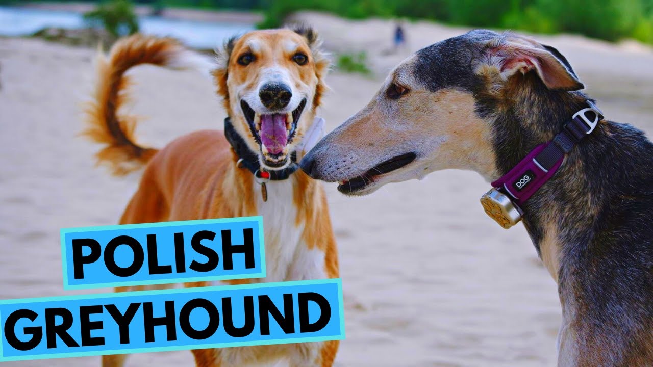 Polish Greyhound Dog Breed - Facts and Information