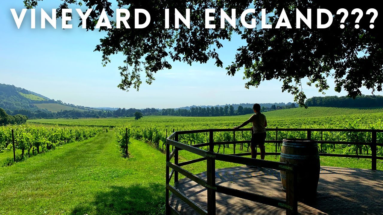 Box Hill Circular Hike | Surrey Hills | Denbies Wine Estate