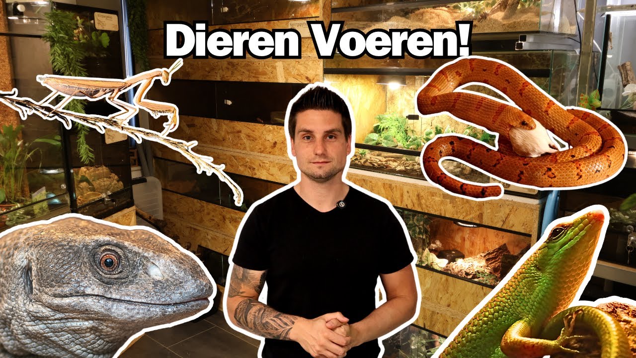 Een Kamer VOL Dieren Voeren! | Slangen, Hagedissen & Meer!