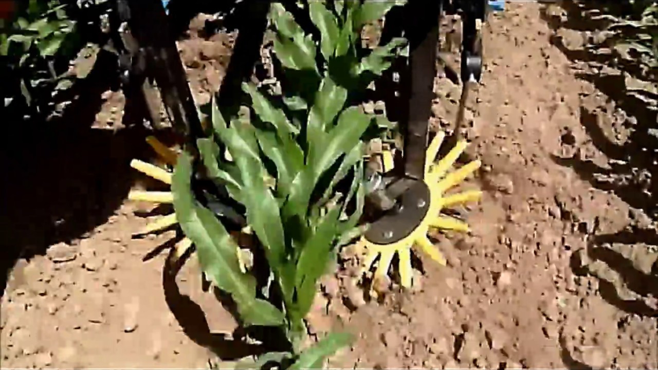 SANIDAS Σκάλισμα καλαμπόκι Weeding machine for corn Окопаване на царевица