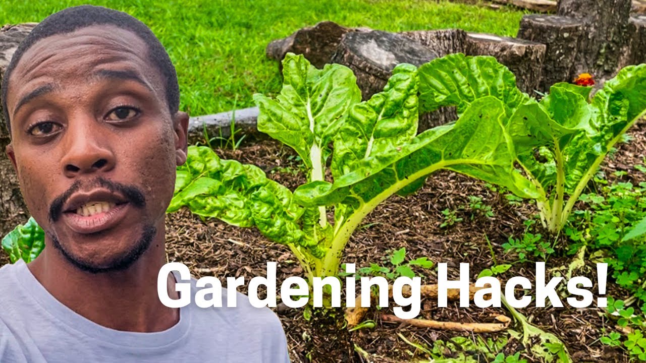 Gardening Hacks and Tips for a Thriving Garden in January | Gardening South Africa
