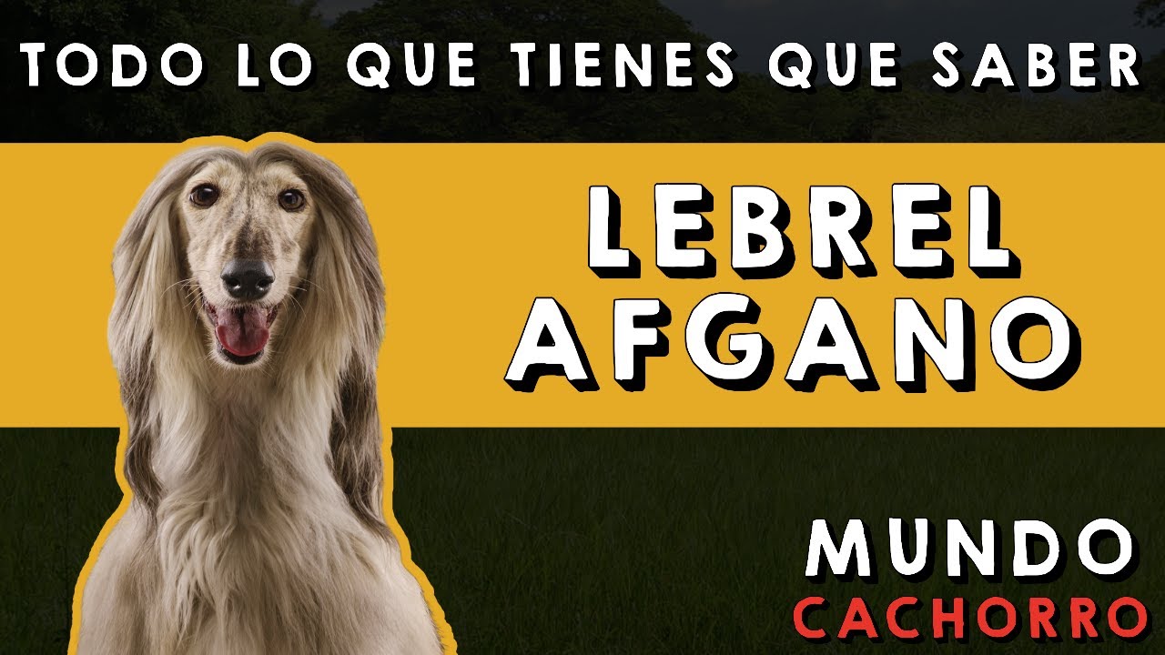 Lebrel Afgano: Todo lo que tienes que saber (Características, comportamiento y cuidados)