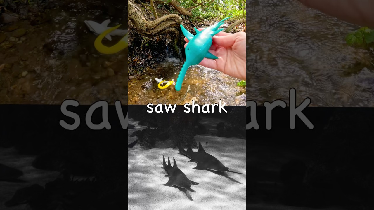 Learn at the Double Waterfall | Sea Animal Names for Kids: Saw Shark Pufferfish Hammerhead Jellyfish