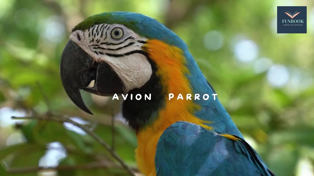 Colors of Nature for kids l How Flowers, Fruits, and Animals Paint the World 🌼🍊🐝