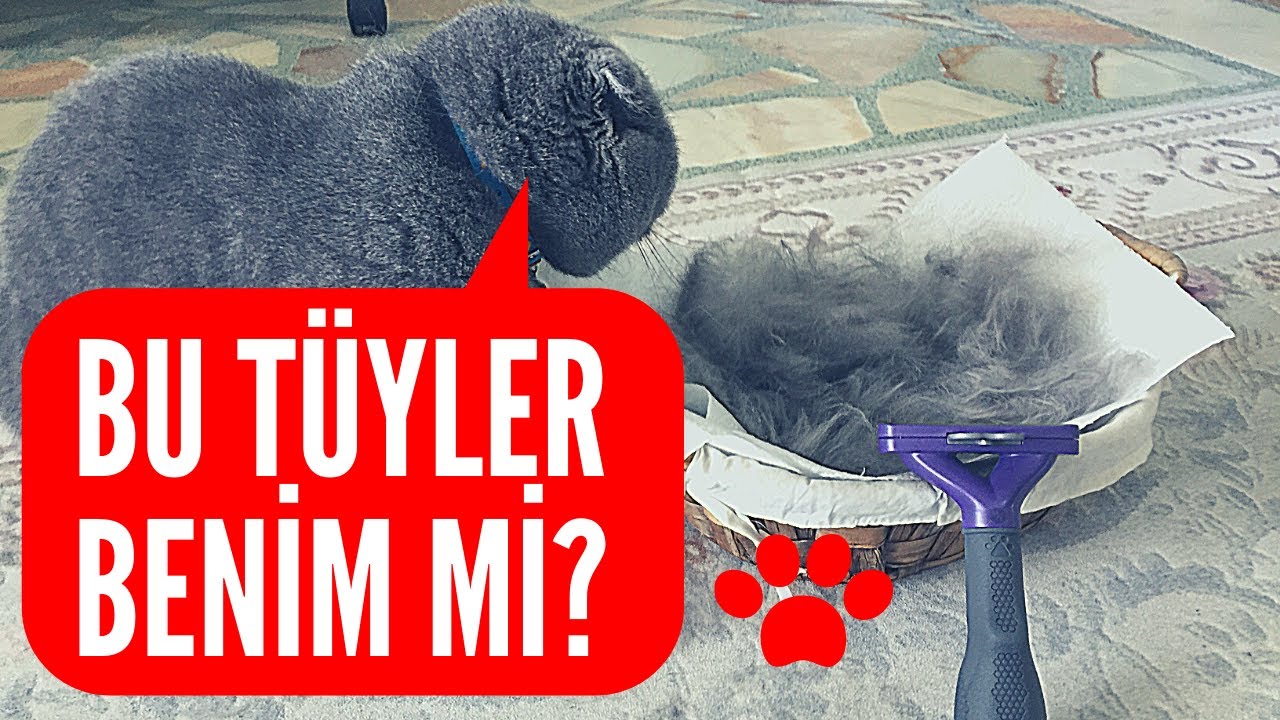 Furminator Kedi Tarağı İle Tüy Bakımı