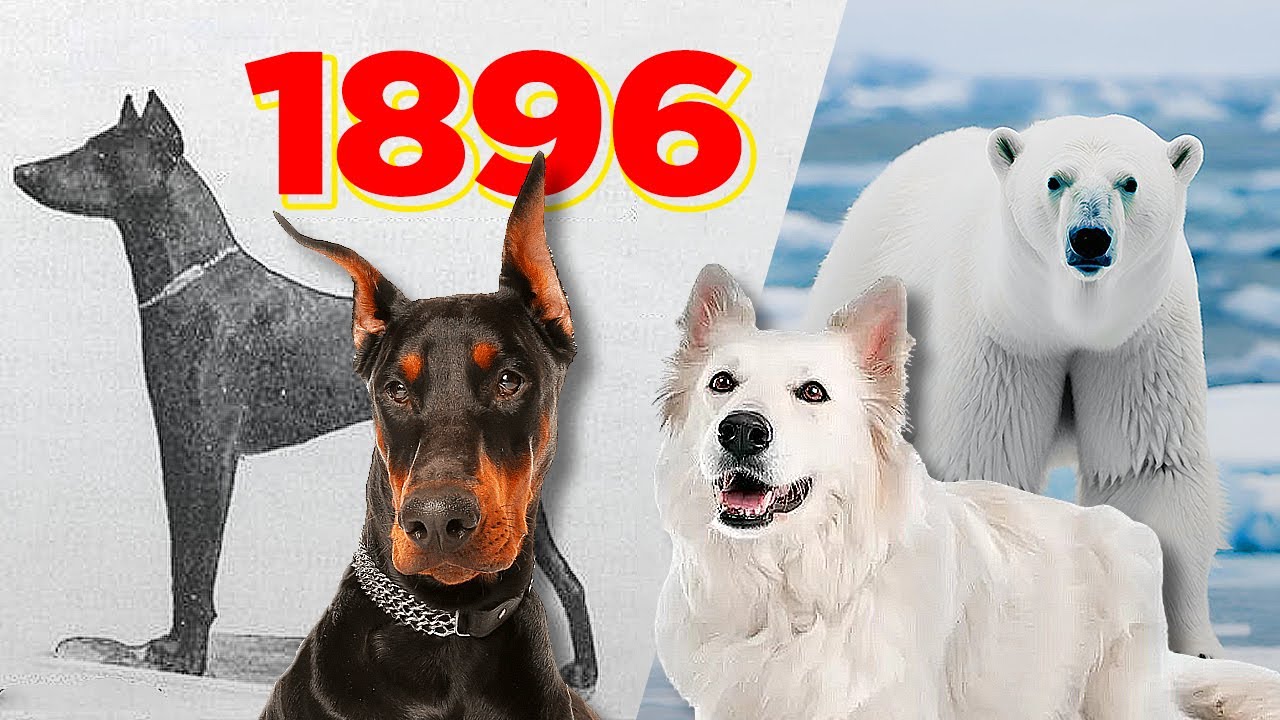 ¿De Dónde Vienen Las Distintas Razas De Perros?🐾