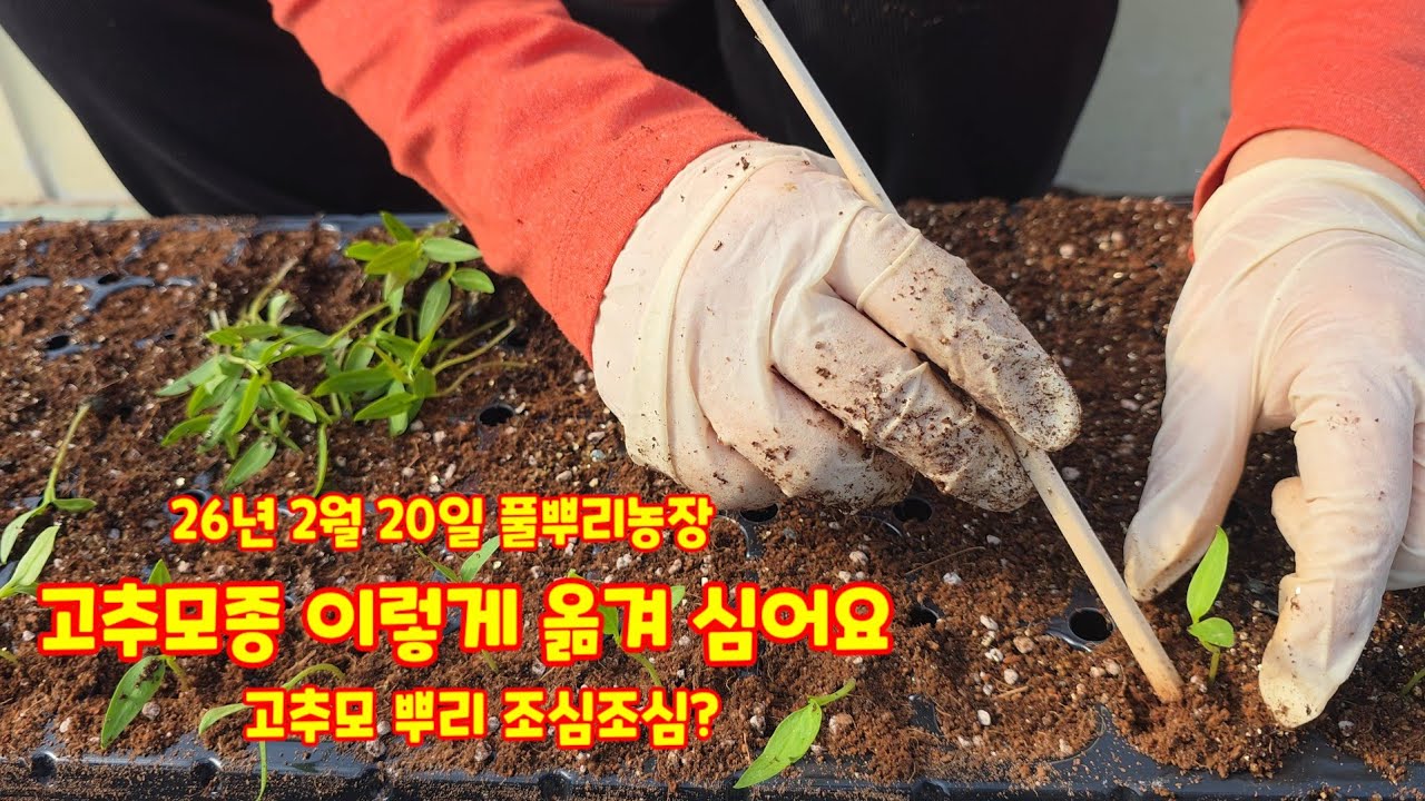 고추모종 이렇게 옮겨 심어요 고추모 뿌리 다치지않게? 풀뿌리농장 가식하는날 충북괴산 괴산청결고추 자연팜앤쿡 