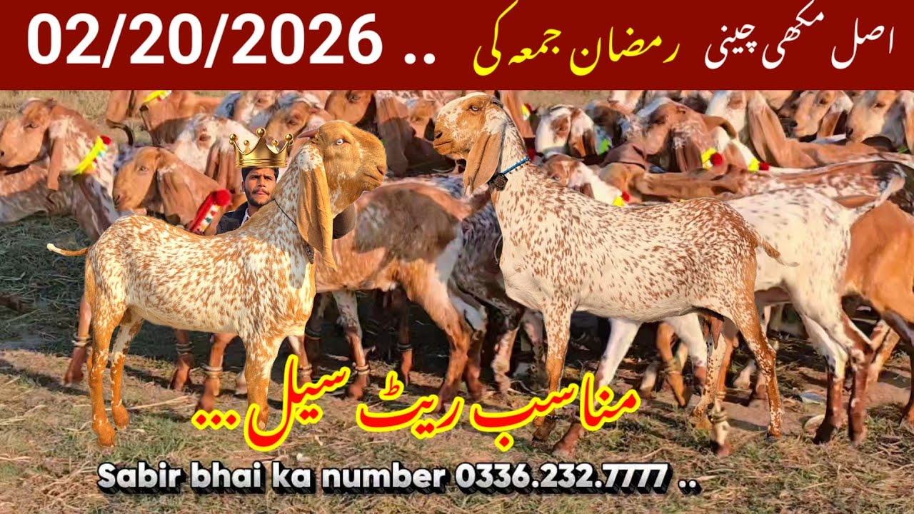 20 February 2026 Rate 🔥😱 Nasl جمعہ کا دن دو رمضان افر لگائی Makkhi Chini bakri