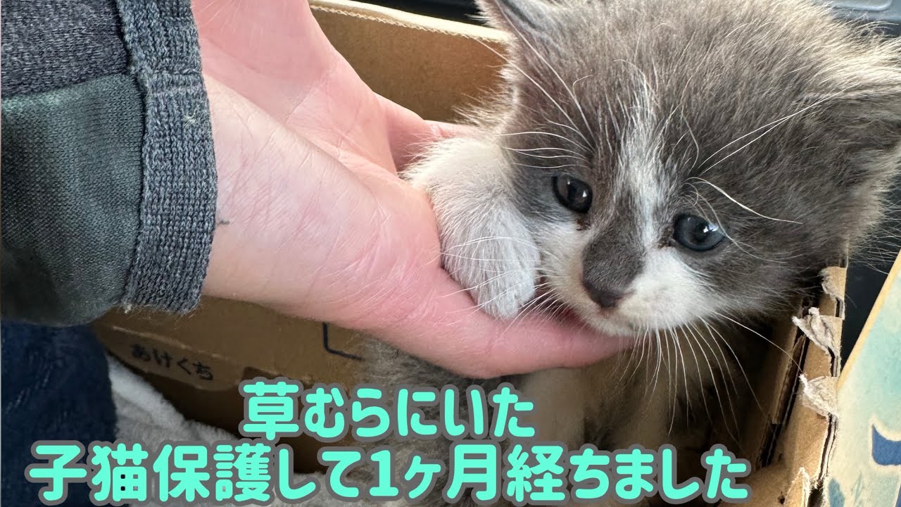 草むらに1匹でいた子猫保護して一ヶ月