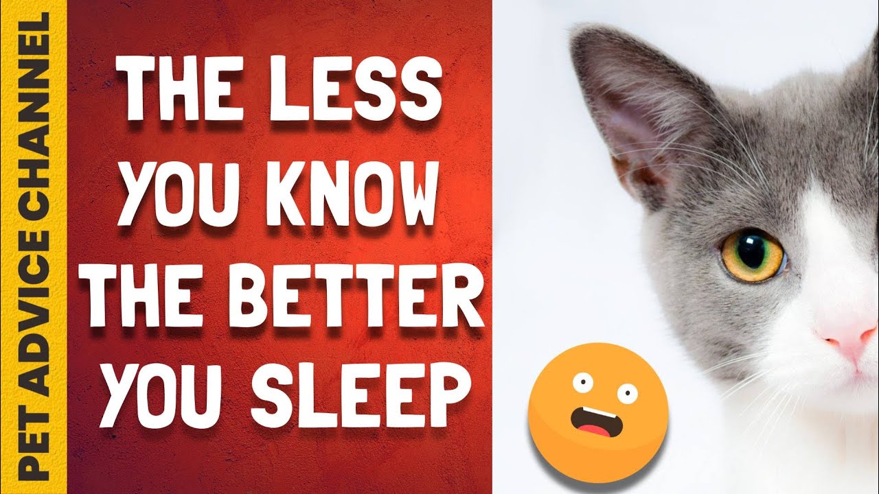 The 10 secrets your cat doesn't want you to know!