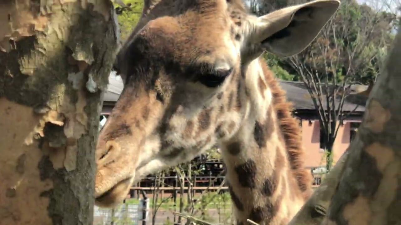 餌を食べるマサイキリンのハルマくん　　　　　　　　　　　　　到津の森公園