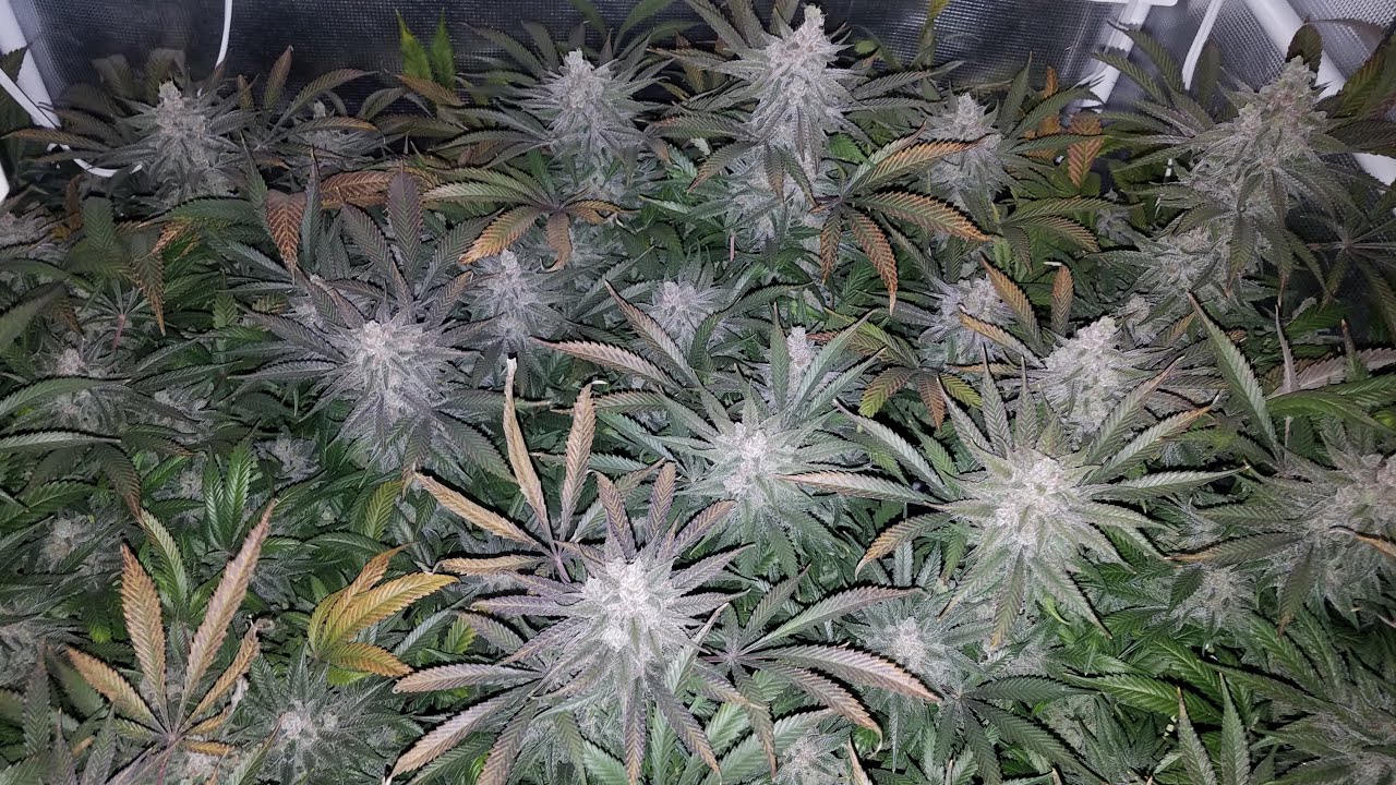 Mars Hydro FC4800 (updated version) Grow - Garden Update - Day 63 of Flower
