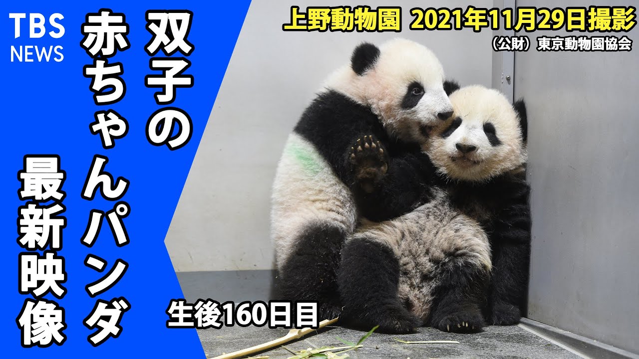 【最新映像】上野動物園　双子の赤ちゃんパンダ　木登りチャレンジすくすく成長中（１１月２９日撮影）