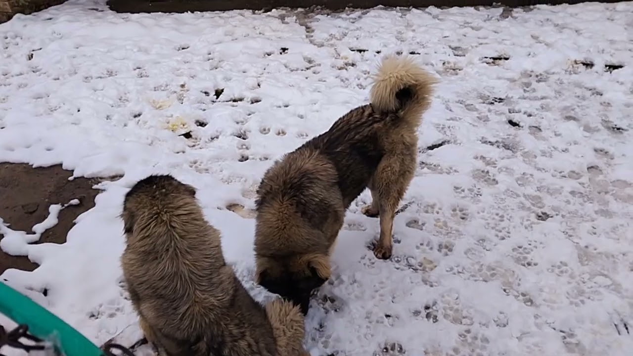 Köpeklerimizin# Dogmunu# Bekliyoruz#kavkaz #
