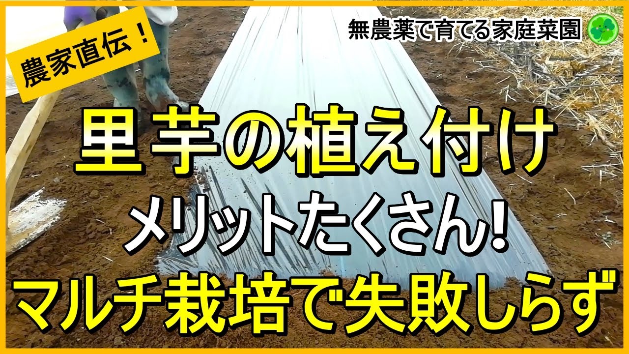 【里芋栽培】早植えにはマルチが必須！種芋の植え方のコツ【有機農家直伝！無農薬で育てる家庭菜園】　24/3/30