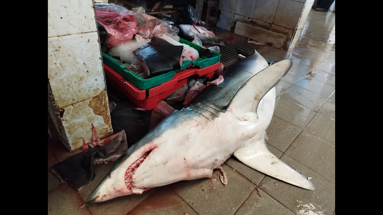 Walking through the Central Fish Market of Tanger, Morocco 🇲🇦